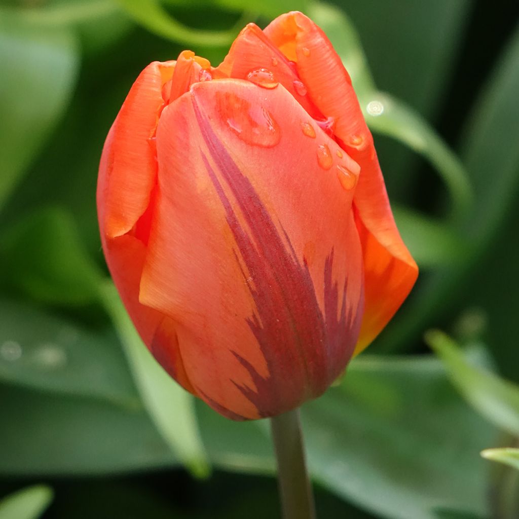 Tulipa Hermitage - Dubbele vroege tulp