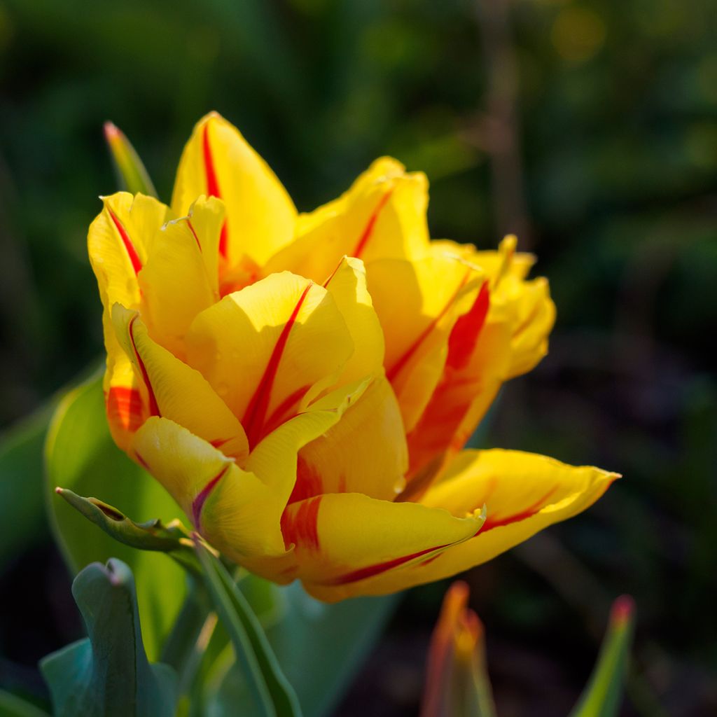 Tulipa Monsella - Dubbele vroege tulp