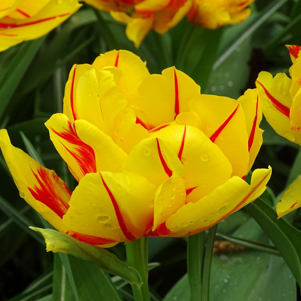 Tulipa Monsella - Dubbele vroege tulp