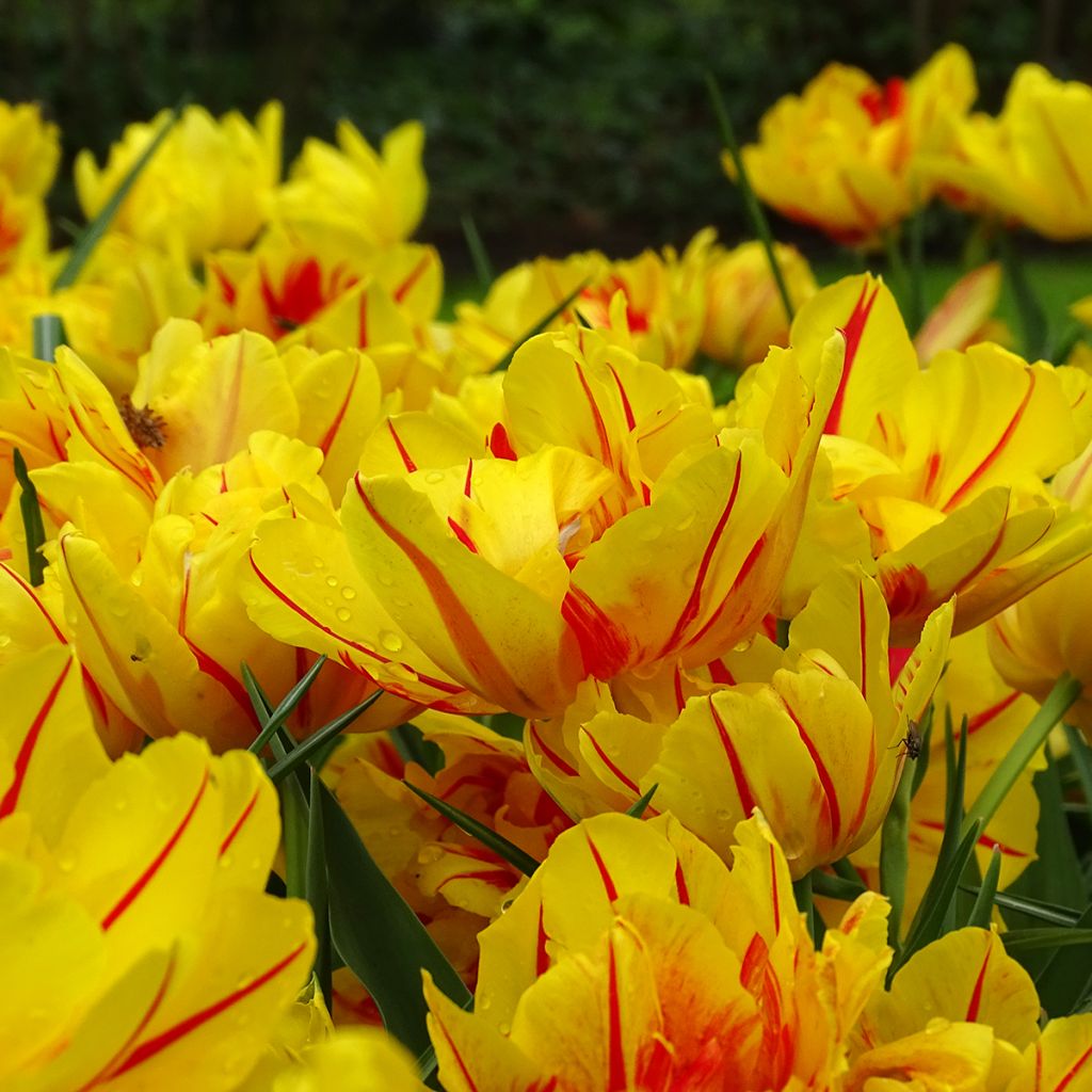 Tulipa Monsella - Dubbele vroege tulp