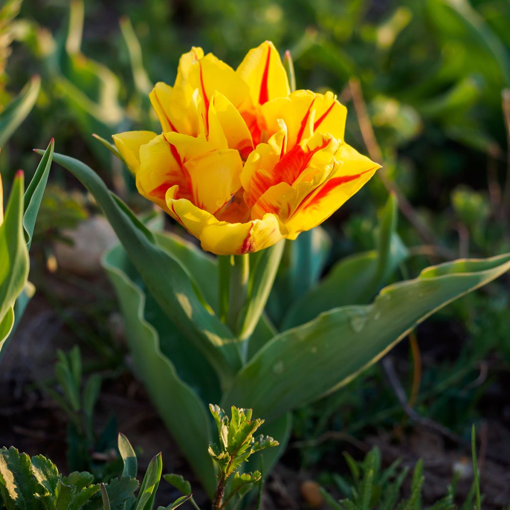 Tulipa Monsella - Dubbele vroege tulp
