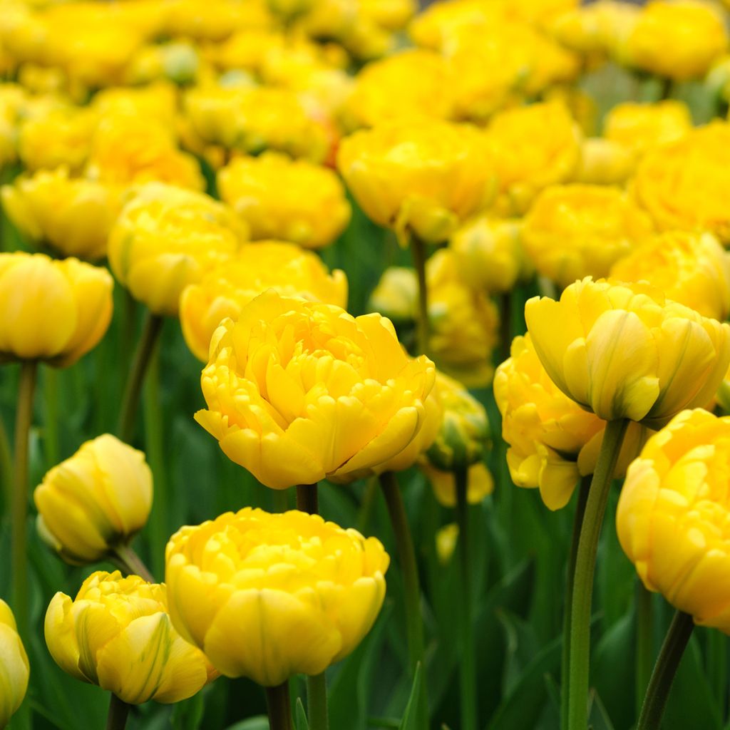 Tulipa Monte Carlo - Dubbele vroege tulp