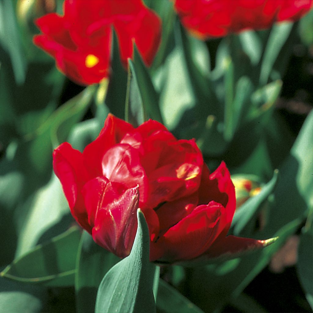 Tulipa Viking - Dubbele vroege tulp