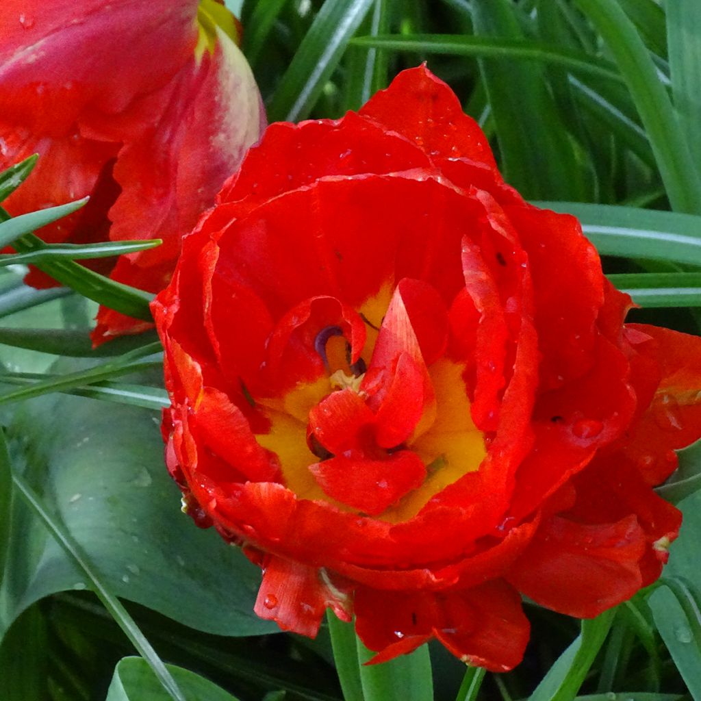Tulipa Viking - Dubbele vroege tulp