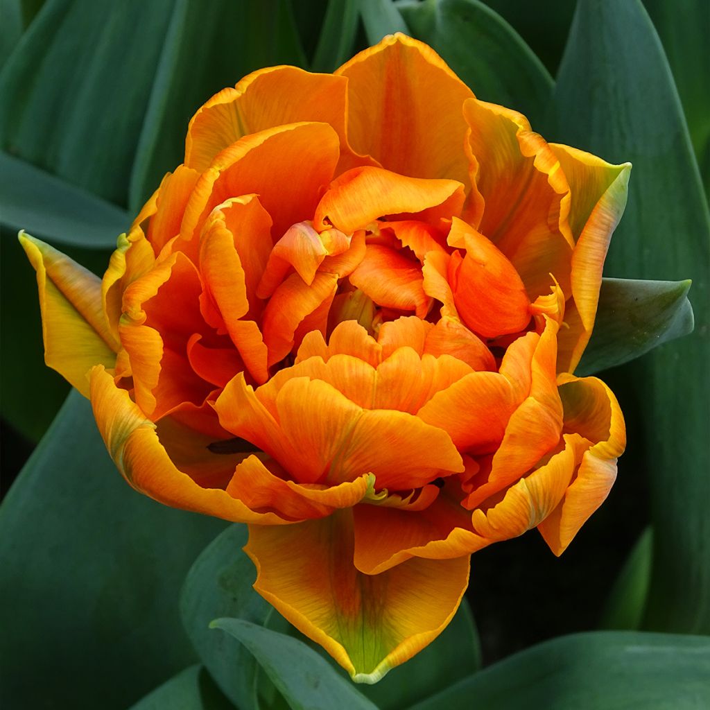 Tulipa Orange Princess - Dubbele late tulp