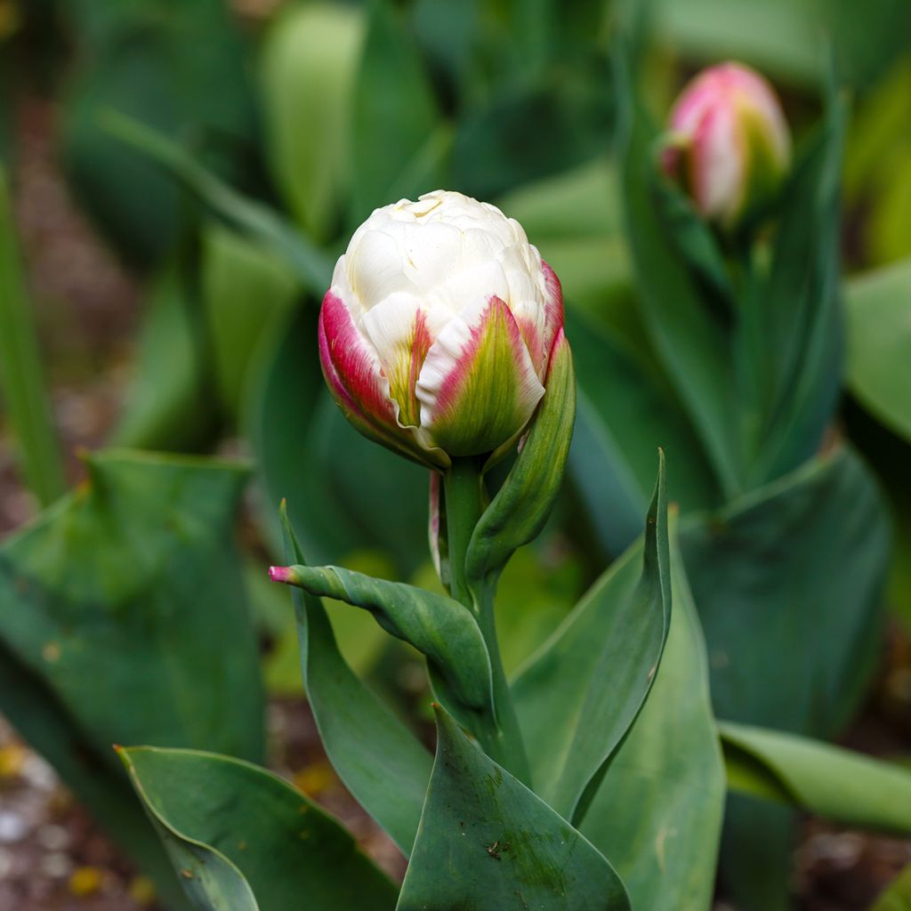 Tulipa Ice Cream - Dubbele late tulp
