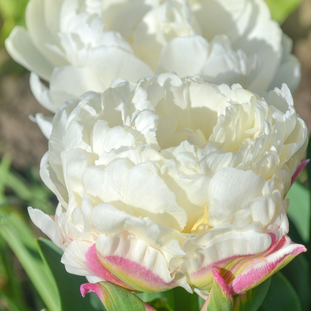 Tulipa Ice Cream - Dubbele late tulp