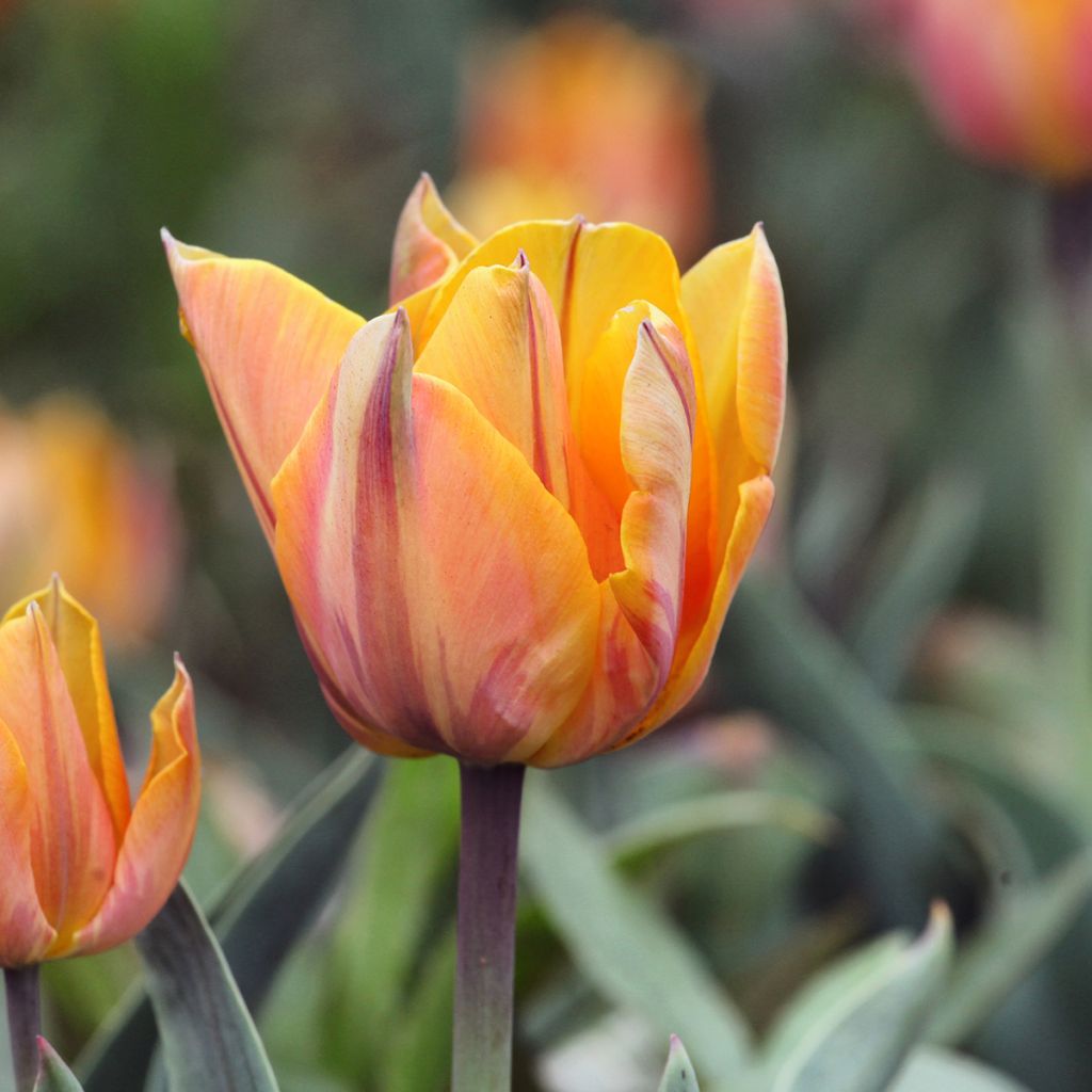 Tulipa Orange Princess - Dubbele late tulp