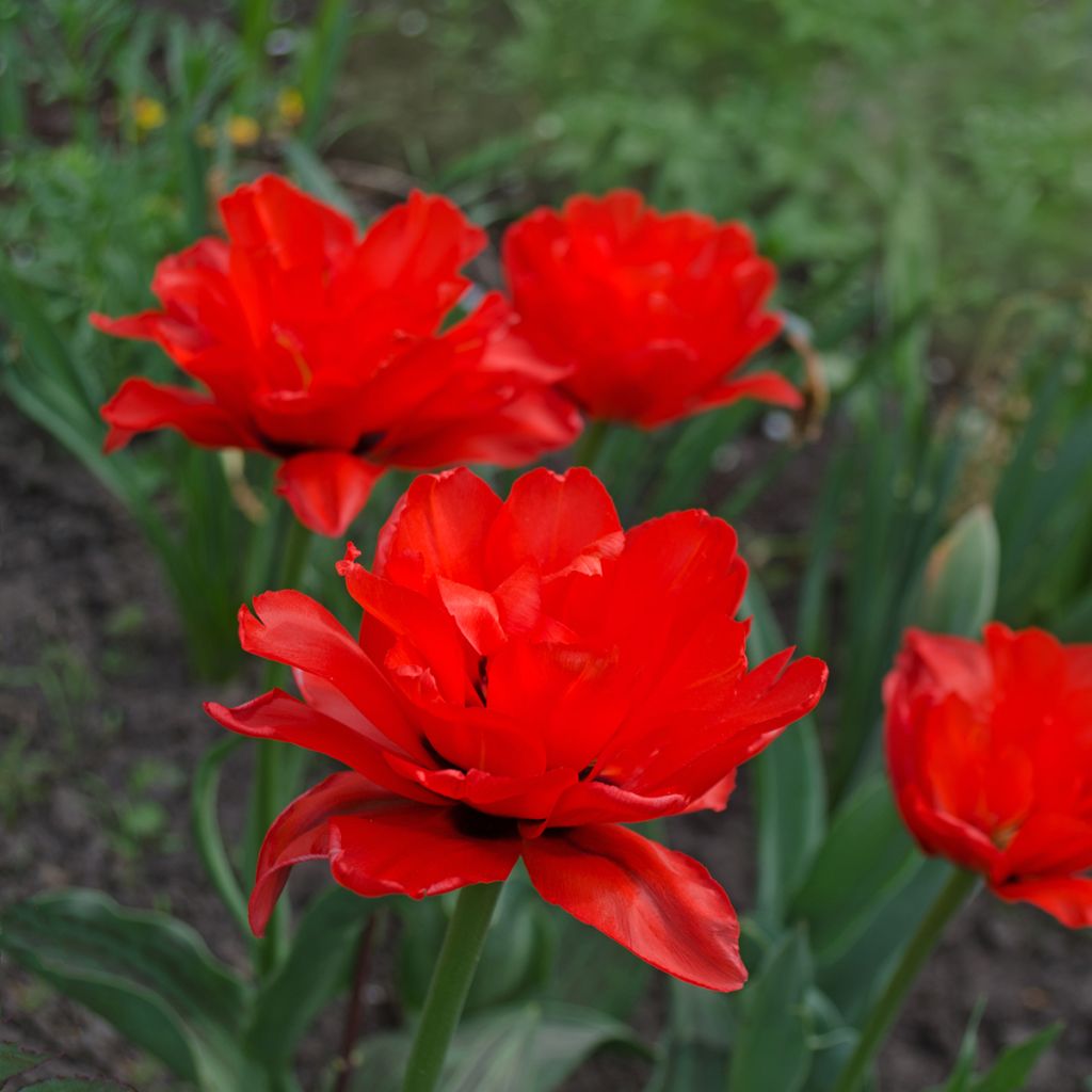 Tulipa Red Princess - Dubbele late tulp