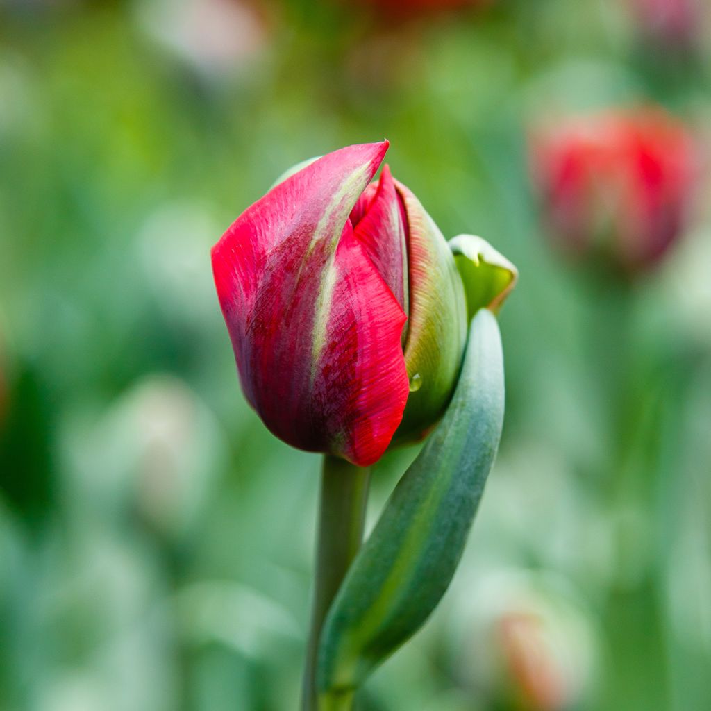 Tulipa Red Princess - Dubbele late tulp
