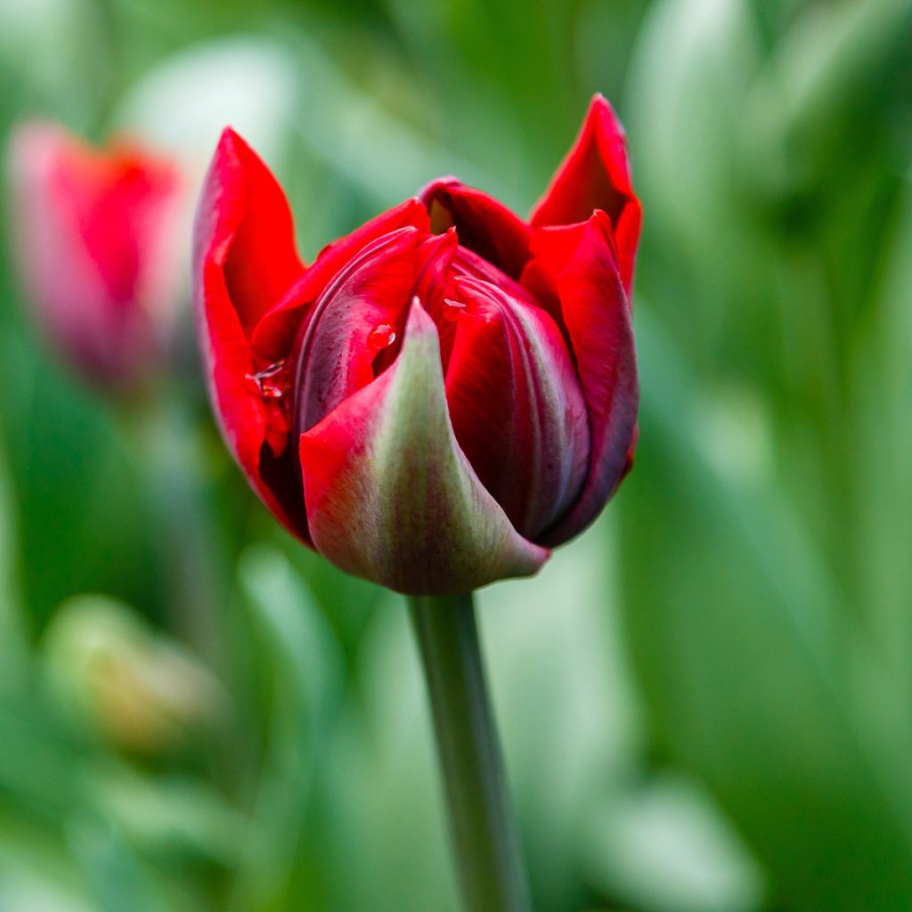 Tulipa Red Princess - Dubbele late tulp