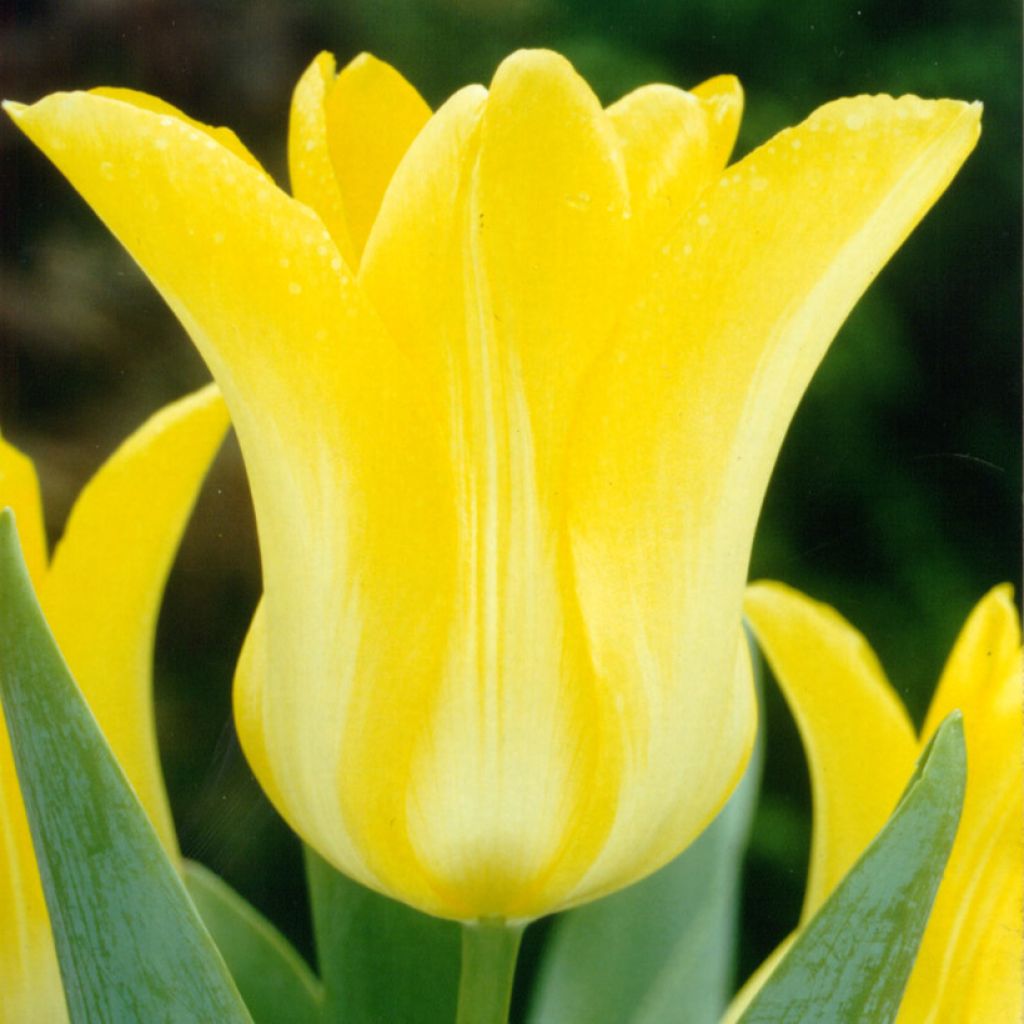 Tulipe Ballade Gold - Leliebloemige tulp