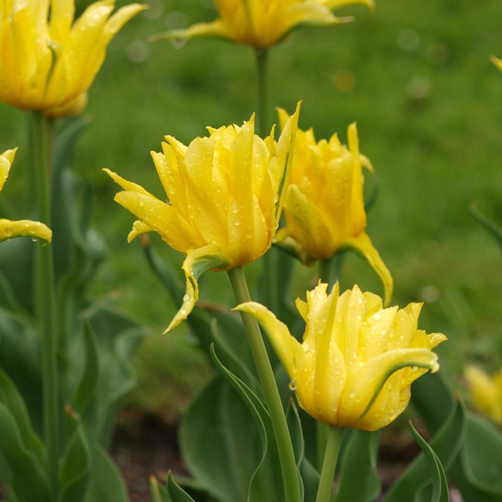 Tulipa Yellow Spider - Leliebloemige tulp