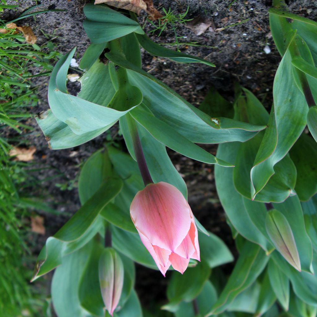Tulipa fosteriana Albert Heijn - Fosteriana-tulp