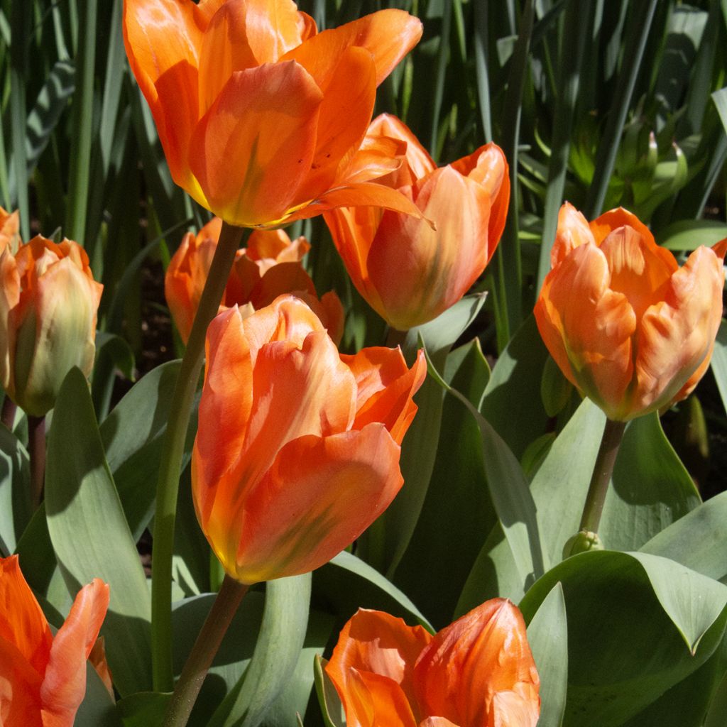 Tulipa fosteriana Orange Emperor - Fosteriana-tulp