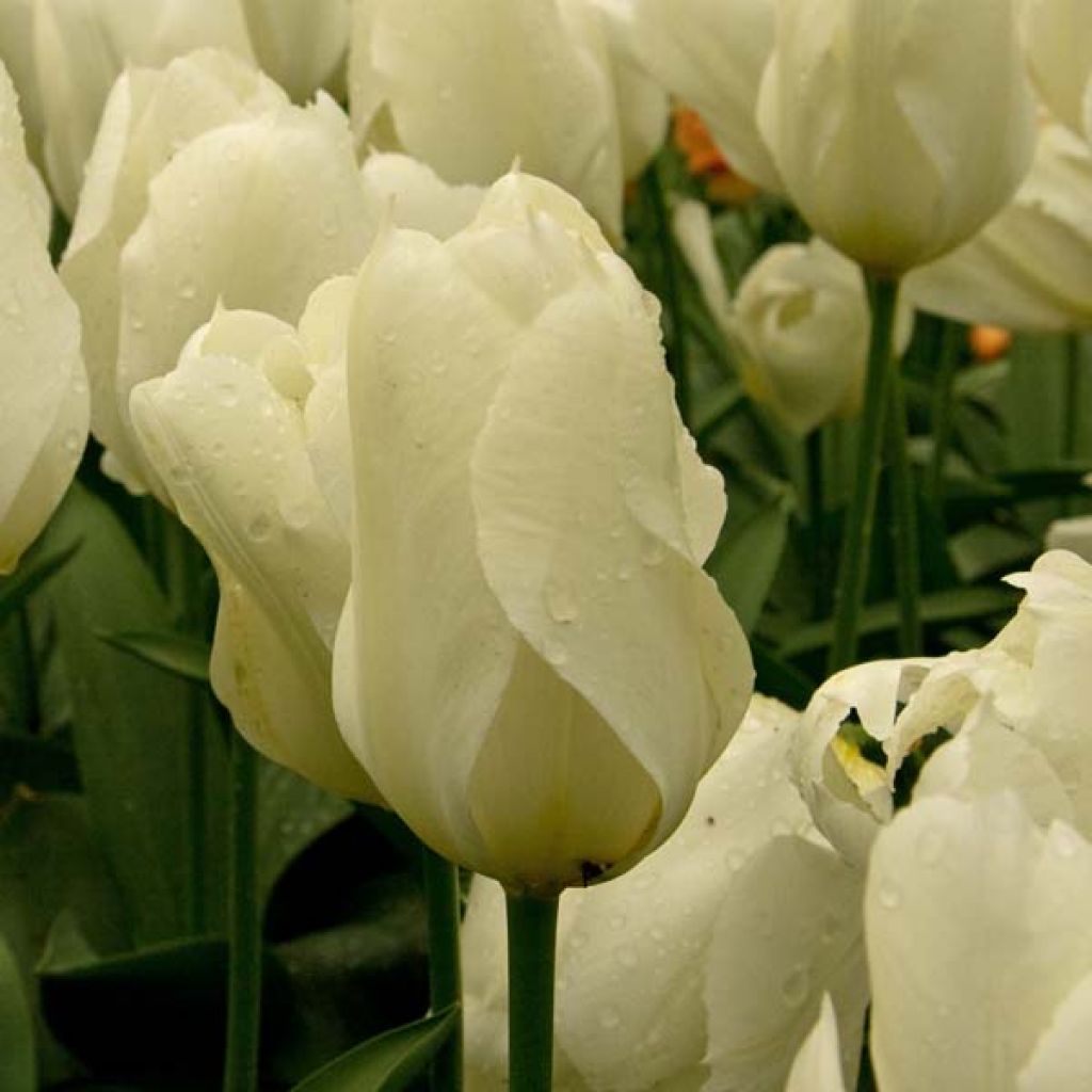 Tulipa fosteriana Purissima - Fosteriana-tulp