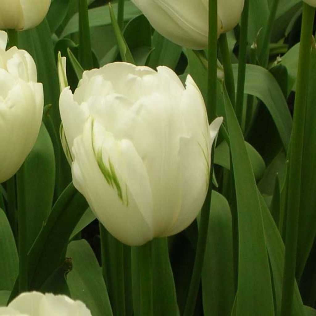 Tulipa Maureen - Laatbloeiende enkele tulp