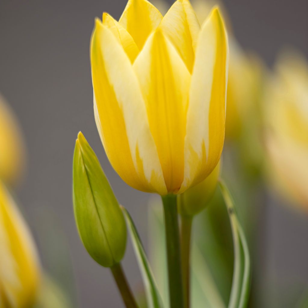 Tulipa Antoinette - Meerbloemige tulp