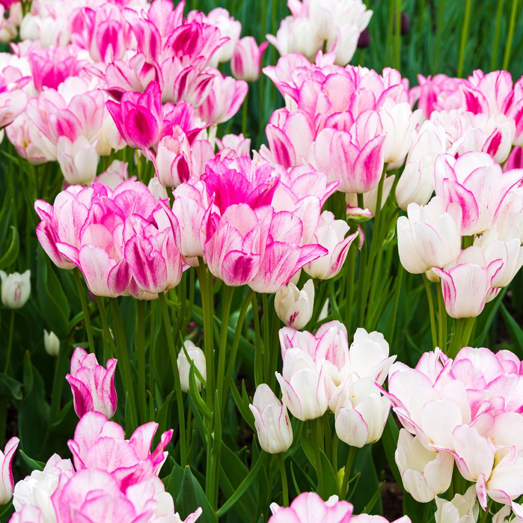 Tulipa Candy Club - Meerbloemige tulp