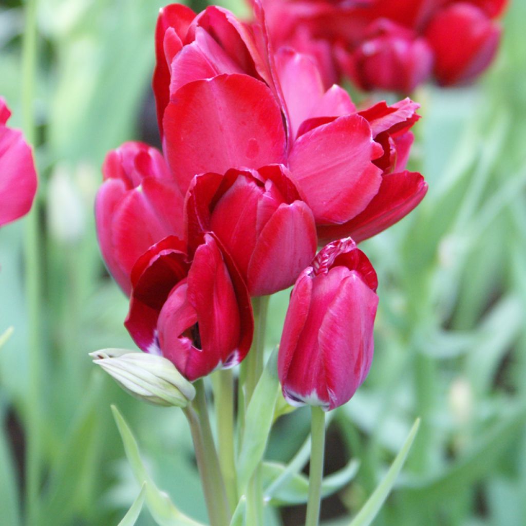 Tulipa Fiery Club - Meerbloemige tulp