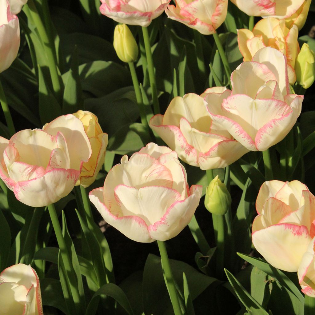 Tulipa Rosy Bouquet - Meerbloemige tulp