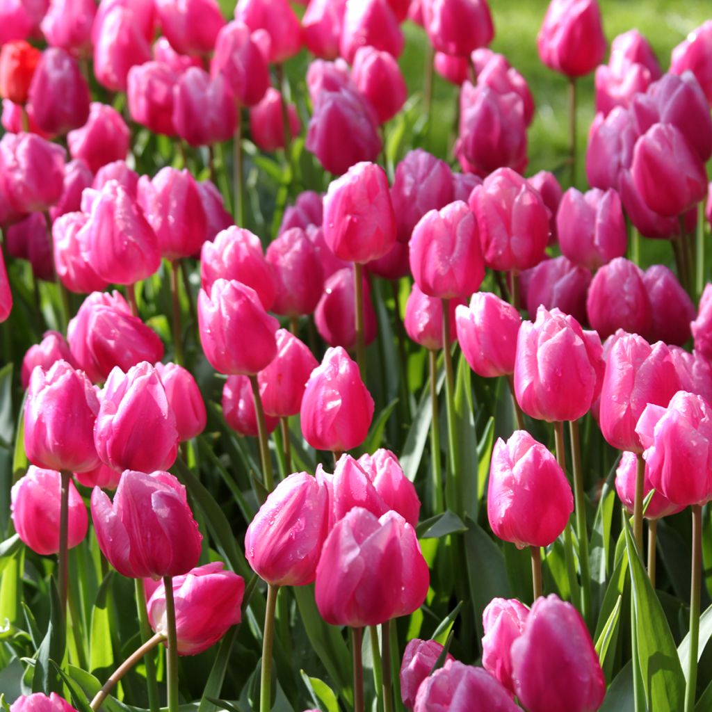 Tulipa Aafke - Vroegbloeiende enkele tulp