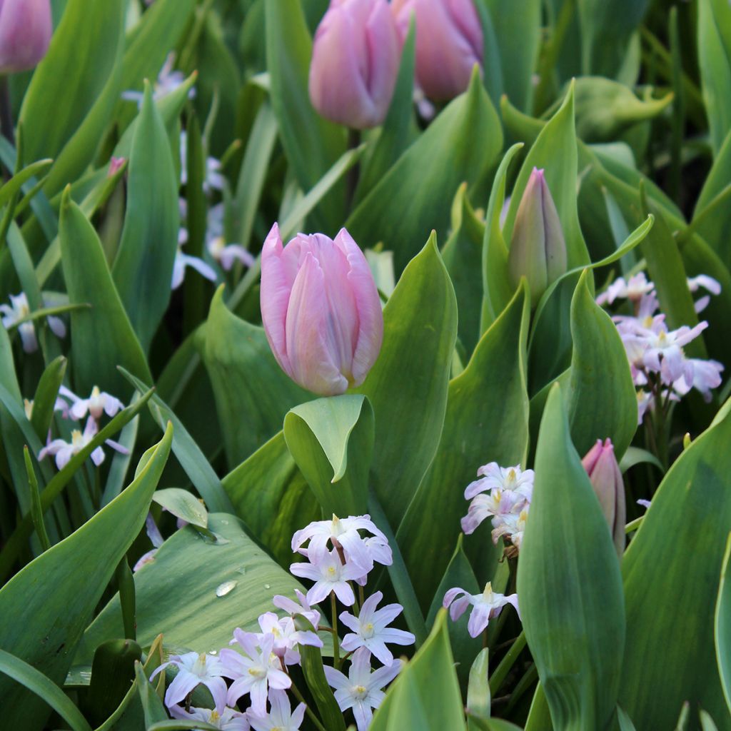 Tulipa Candy Prince - Vroegbloeiende enkele tulp