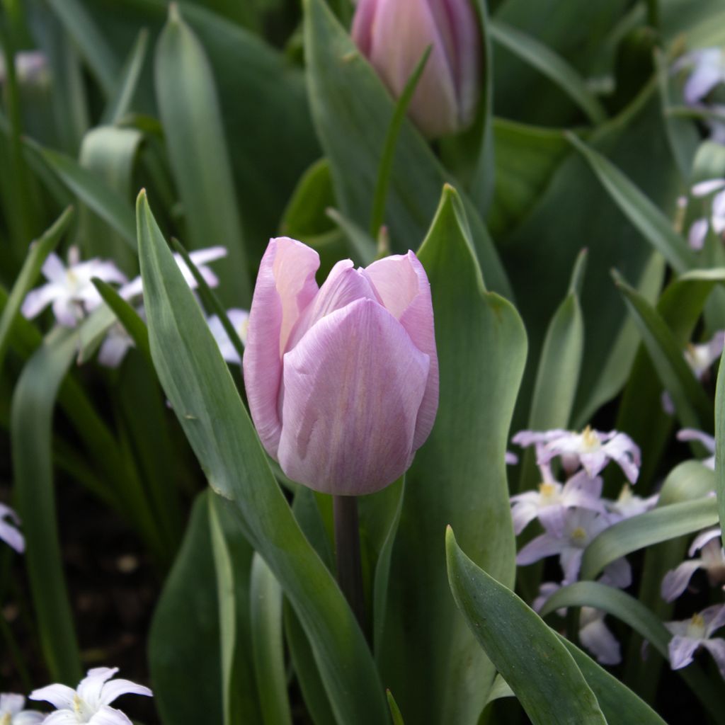 Tulipa Candy Prince - Vroegbloeiende enkele tulp