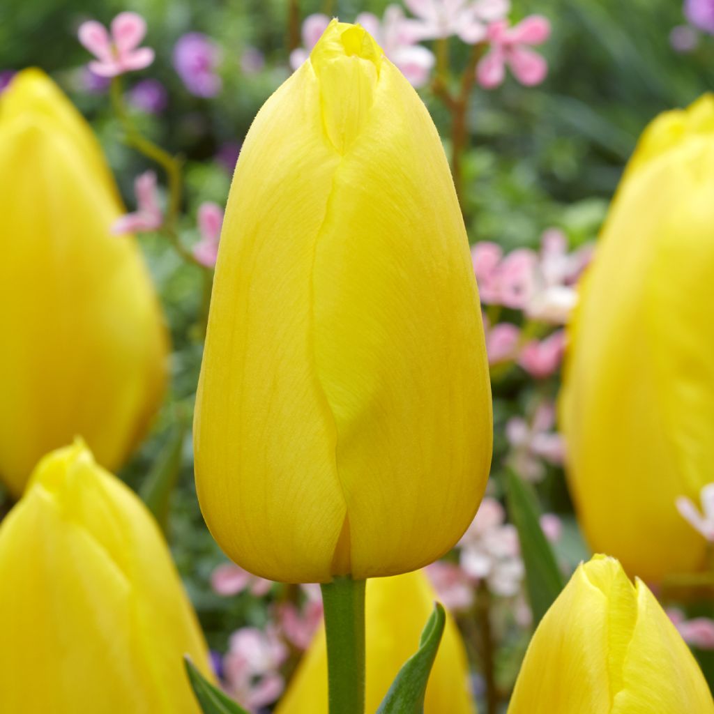 Tulipa Big Smile - Laatbloeiende enkele tulp