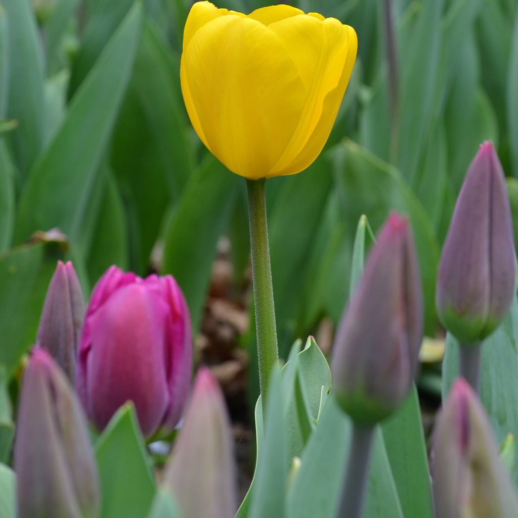 Tulipa Big Smile - Laatbloeiende enkele tulp