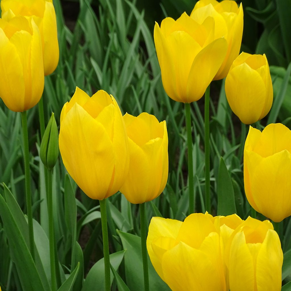 Tulipa Big Smile - Laatbloeiende enkele tulp