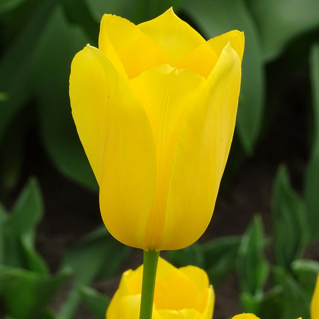Tulipa Big Smile - Laatbloeiende enkele tulp