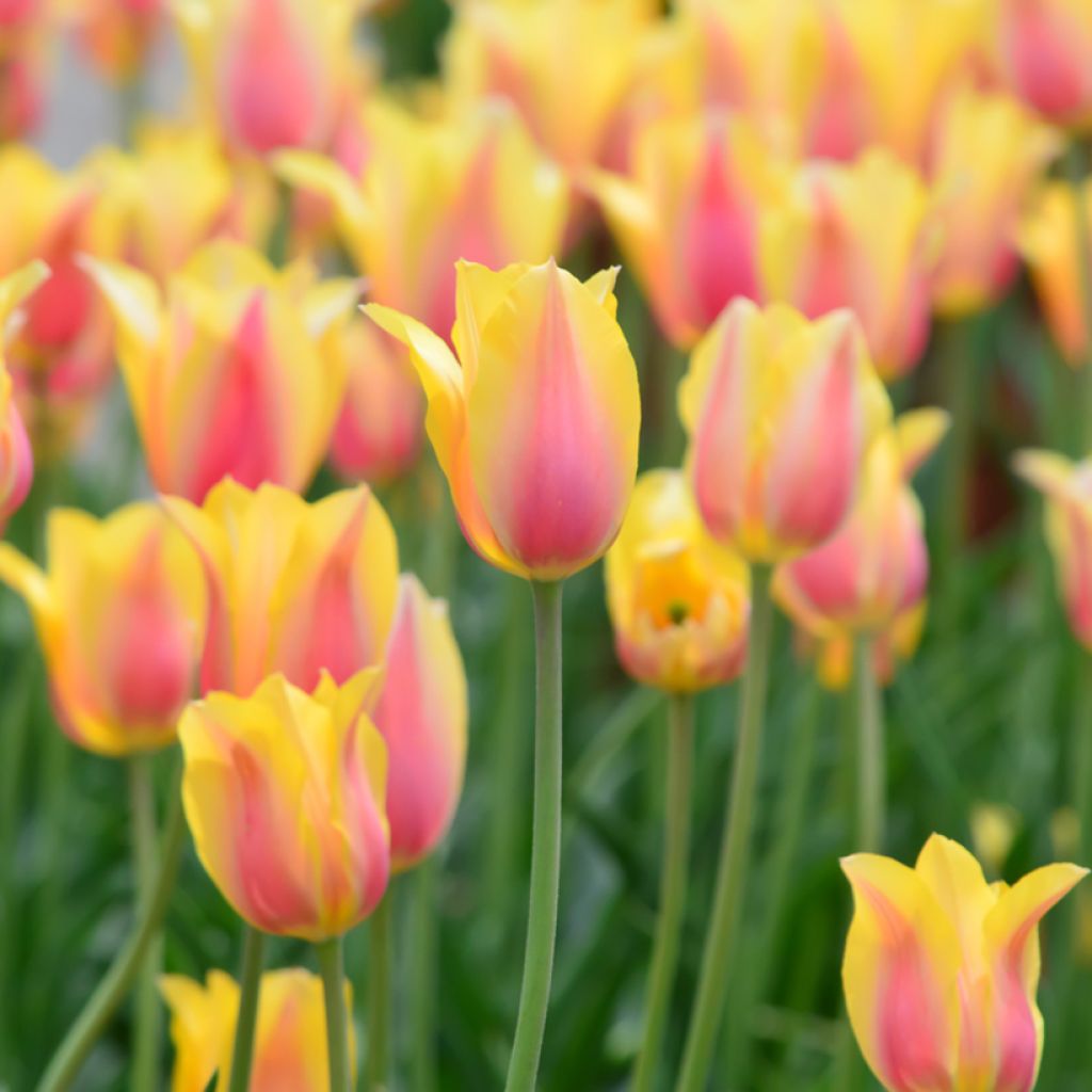 Tulipa Blushing Beauty - Enkele late tulp