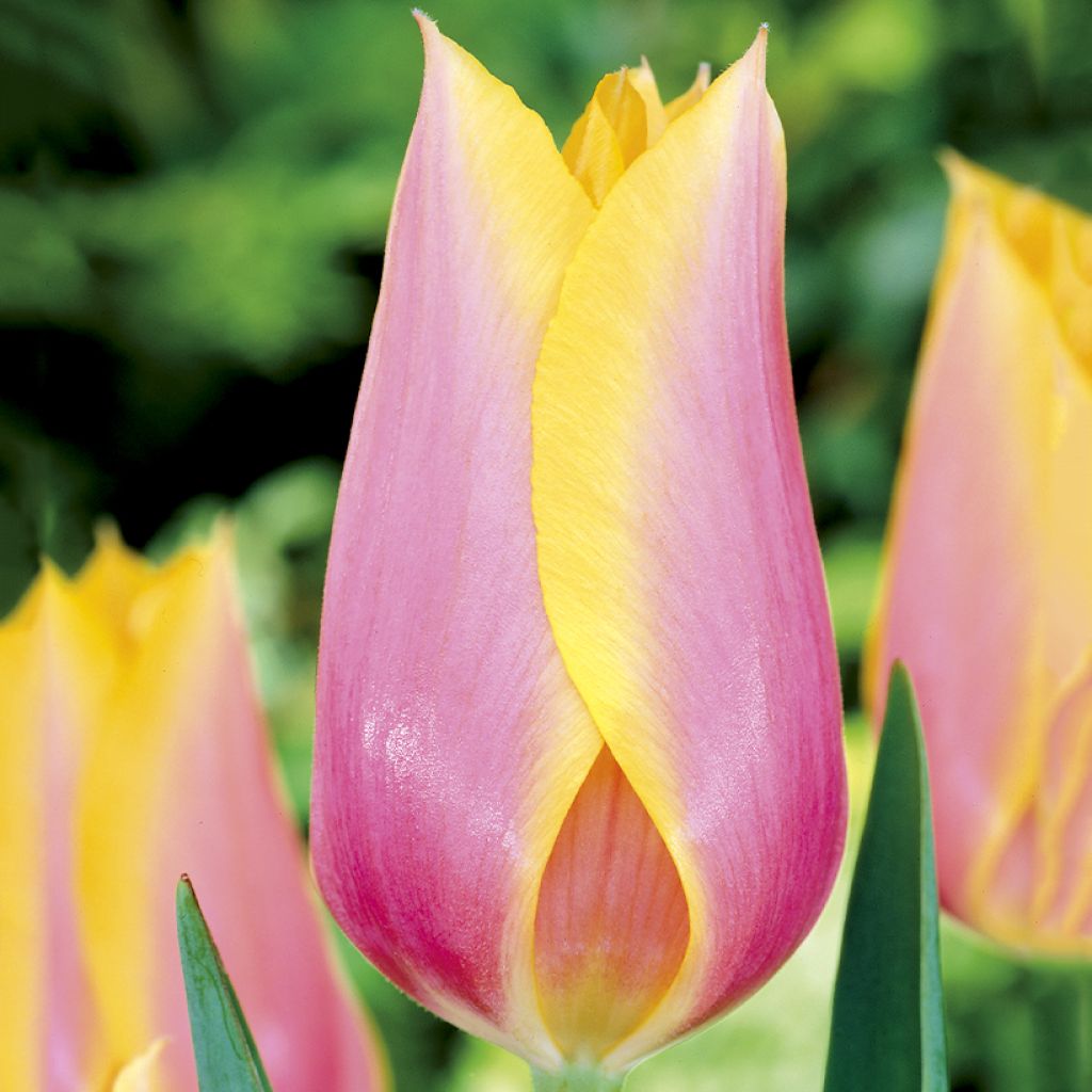 Tulipa Blushing Lady - Enkele late tulp