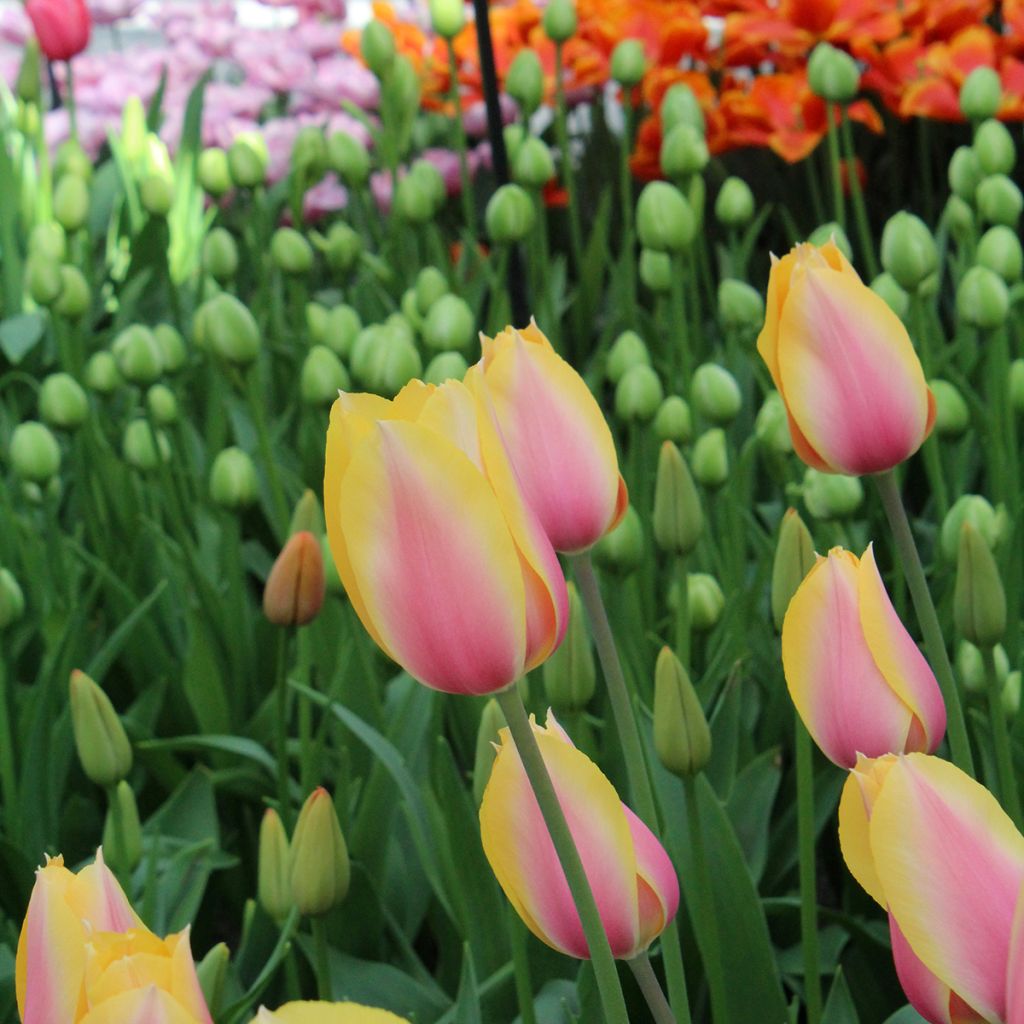 Tulipa Blushing Lady - Enkele late tulp