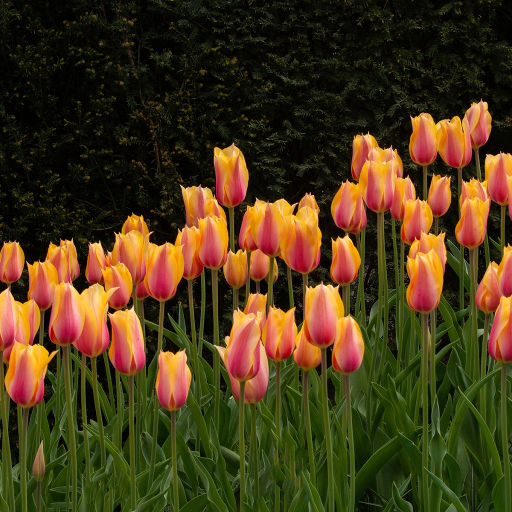 Tulipa Dordogne - Laatbloeiende enkele tulp