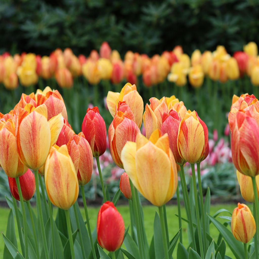 Tulipa Rhapsody of Smiles - Enkele late tulp