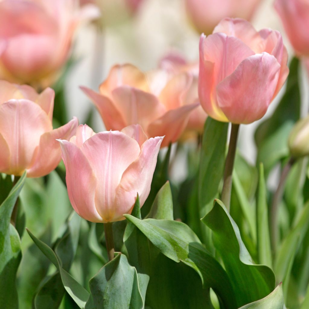 Tulipa Stunning Apricot - Enkele late tulp