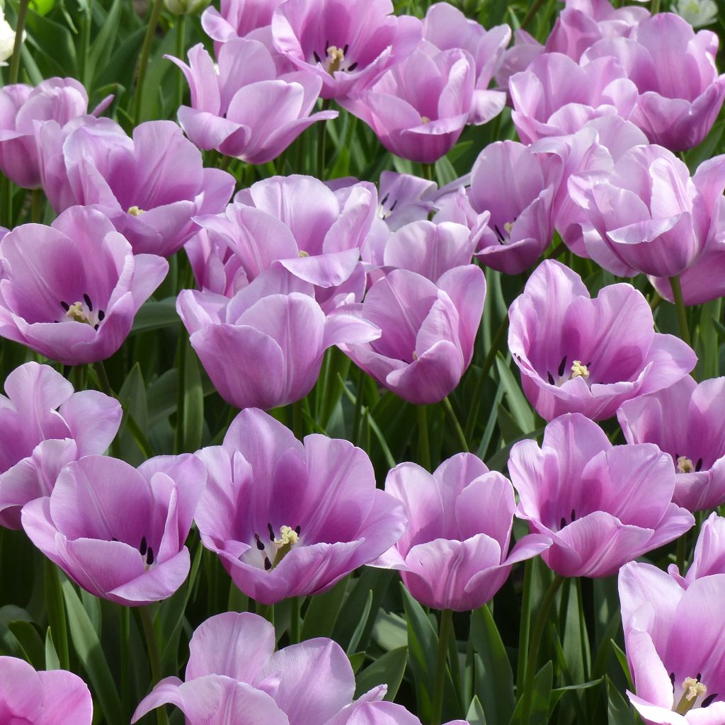 Tulipa Violet Beauty
