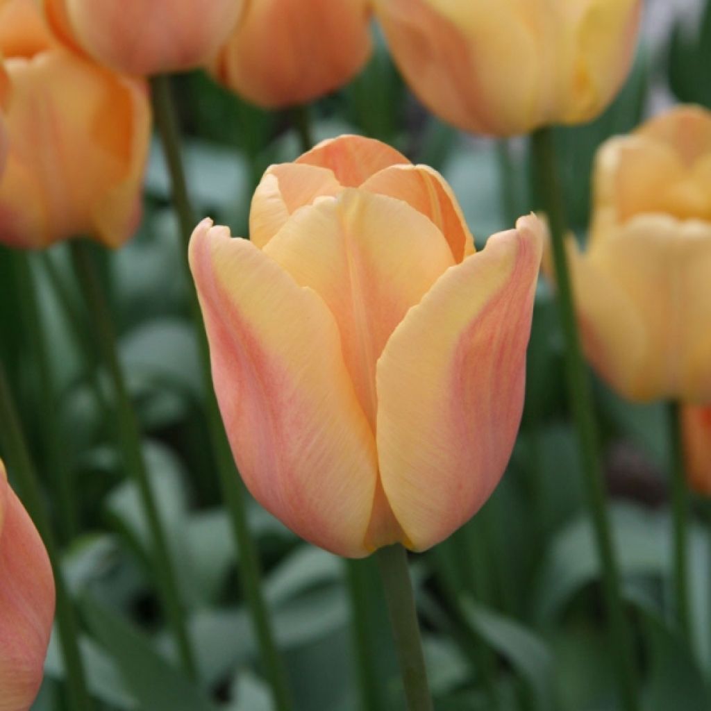 Tulipe Triumph Apricot Foxx - Triumphtulp