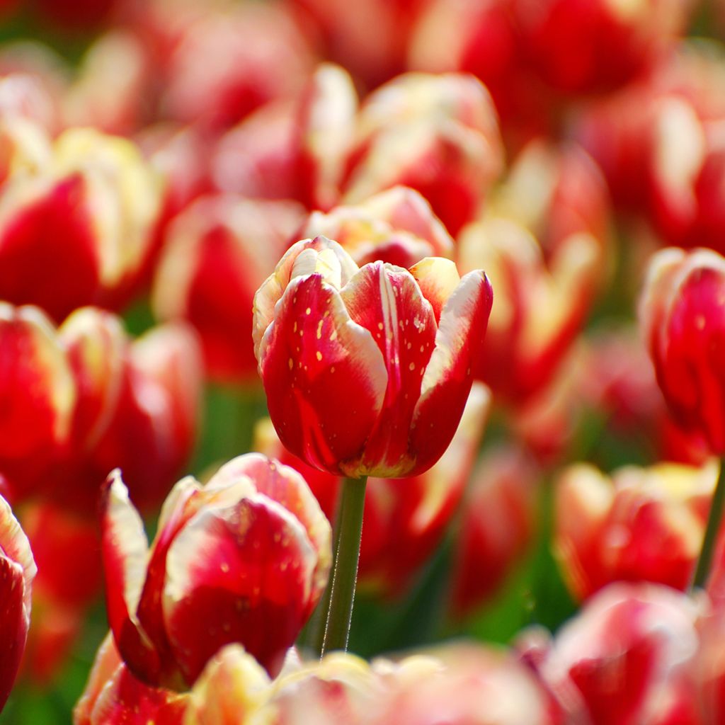 Tulipa Triumph Armani - Triumphtulp