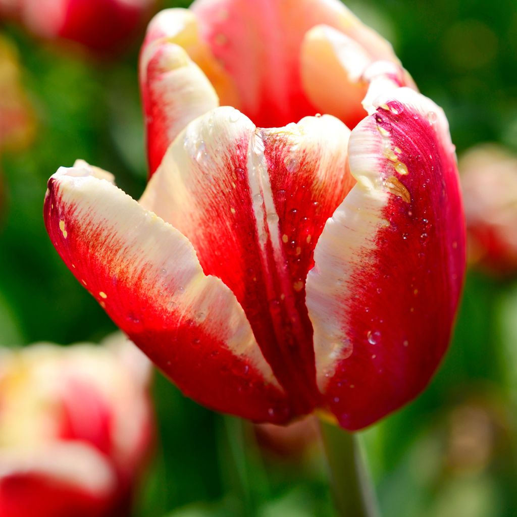 Tulipa Triumph Armani - Triumphtulp