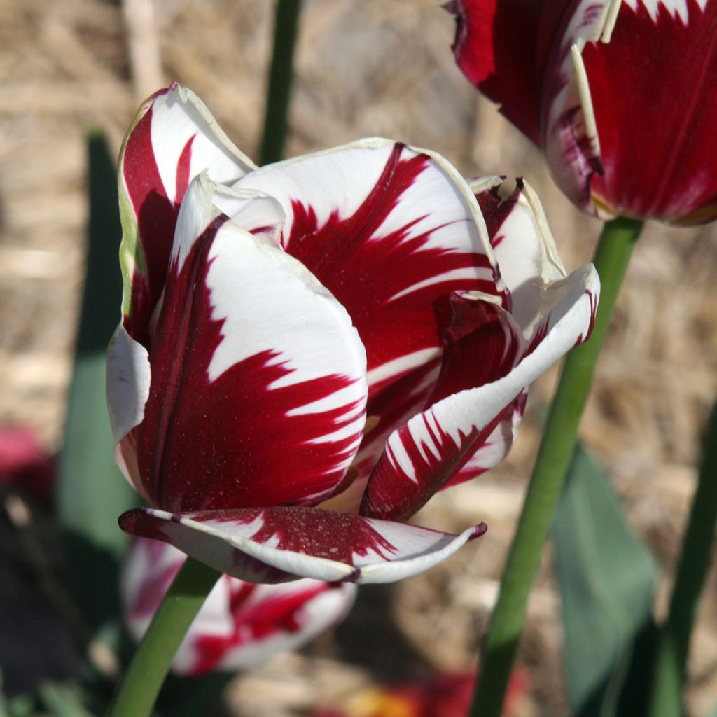 Tulipa Triumph Grand Perfection - Triumphtulp