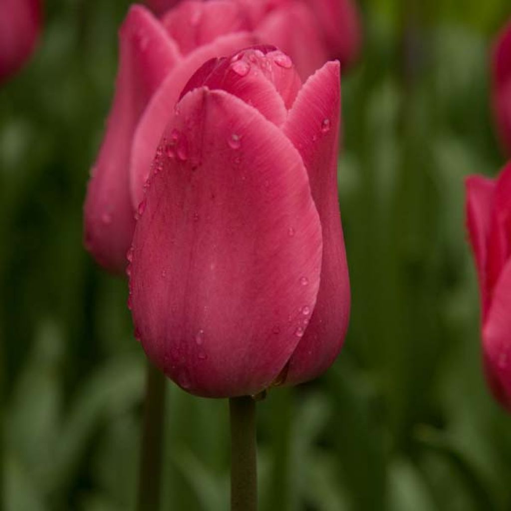 Tulipa Triumph Barcelona - Triumphtulp