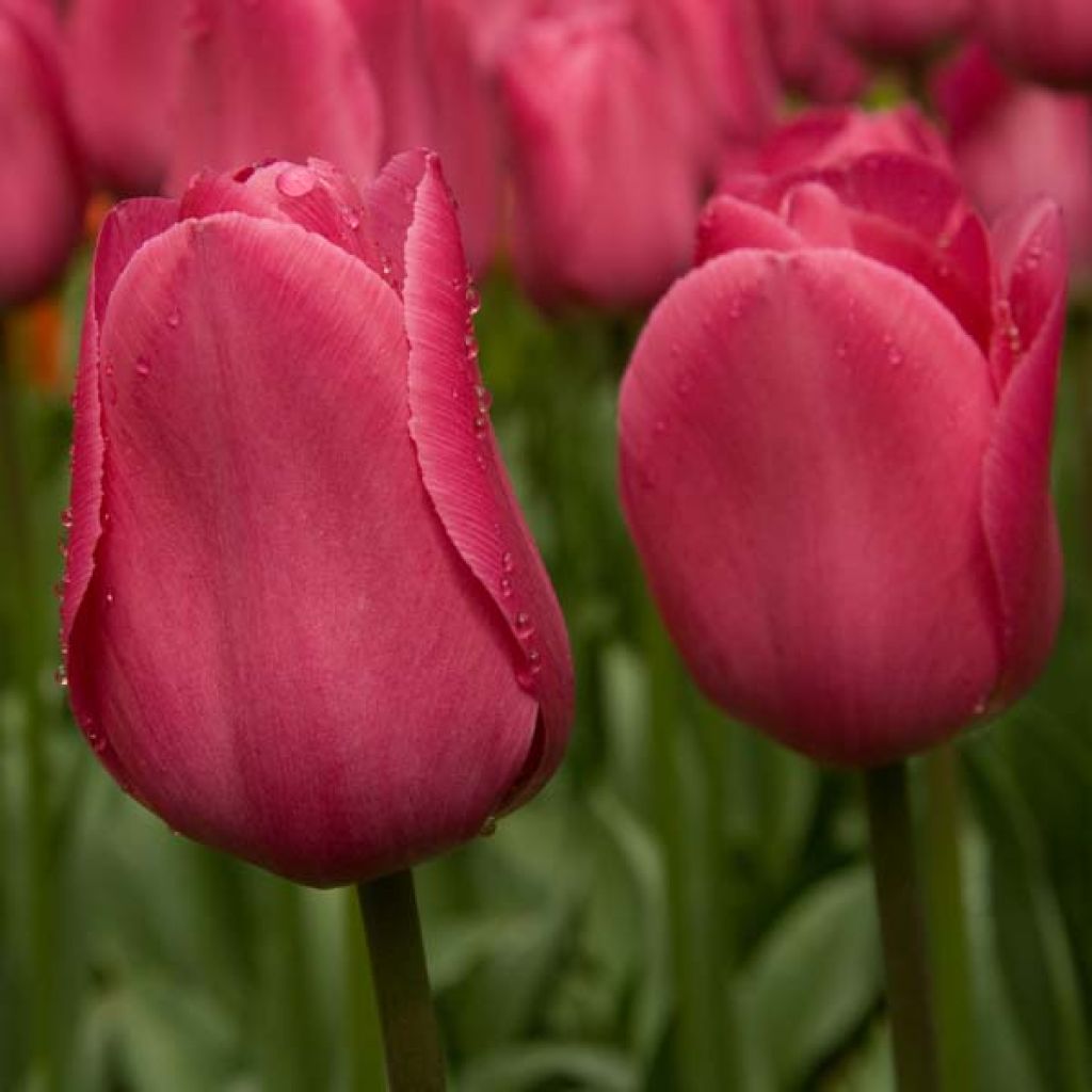 Tulipa Triumph Barcelona - Triumphtulp