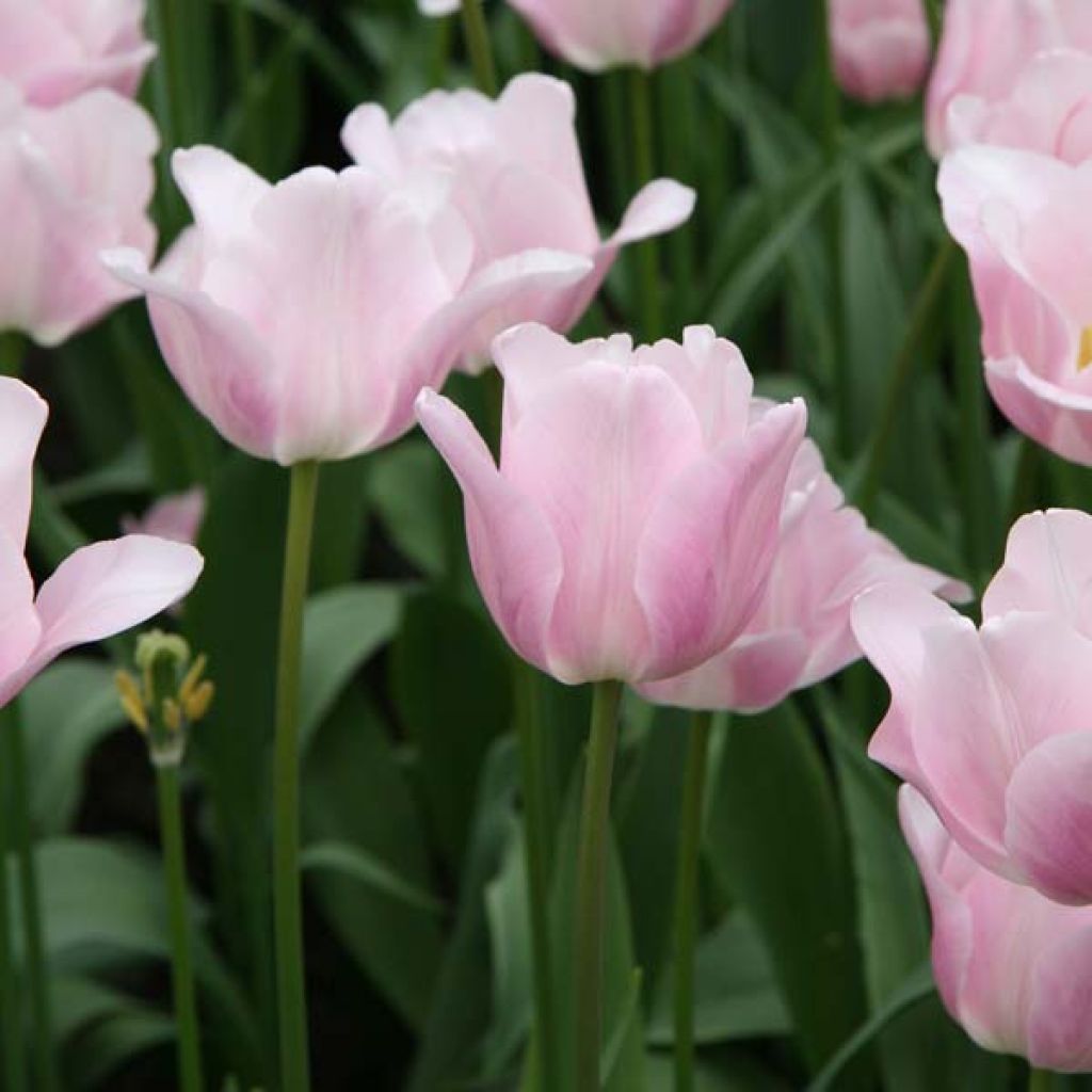 Tulipe Bright Pink Lady
