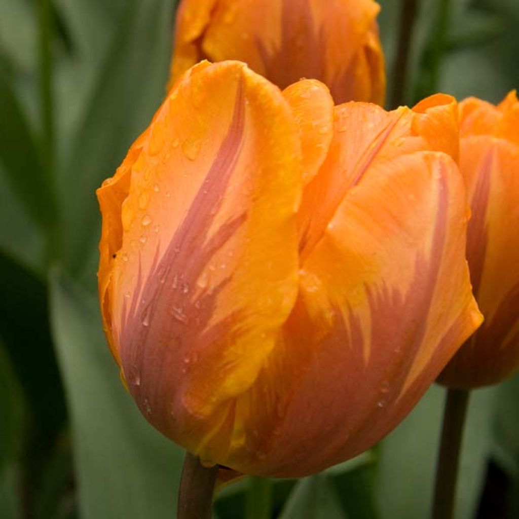 Tulipe Triumph Prinses Irene - Triumphtulp