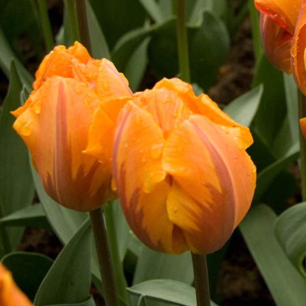 Tulipe Triumph Prinses Irene - Triumphtulp