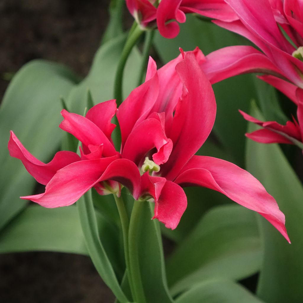 Tulipa viridiflora Doll's Minuet - Viridiflora tulp