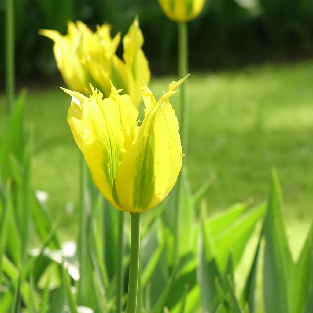 Tulipa viridiflora Green Mile - Viridiflora tulp